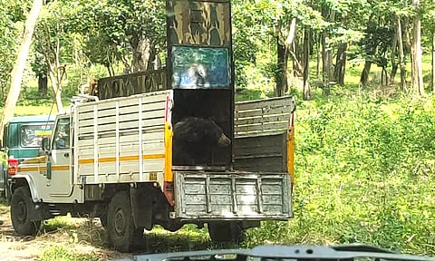 குன்னூா் அருகே போக்கு காட்டிய கரடி பிடிபட்டது