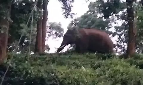 காட்டு யானைகள் ஊருக்குள் புகாதவாறு அகழி அமைக்க வேண்டும்-விவசாயிகள் கோரிக்கை