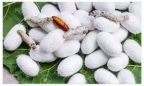 தருமபுரி ஏல அங்காடியில் ரூ.13 லட்சத்துக்கு பட்டுக்கூடு விற்பனை