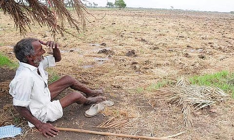 தோவாளை பகுதியில் தண்ணீரின்றி நெற்பயிர்கள் கருகியது - விவசாயிகள் கவலை