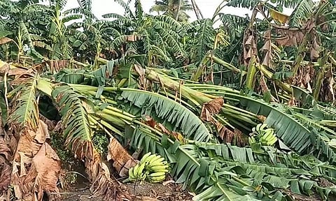 கோபிசெட்டிபாளையம் பகுதியில் கனமழை: 10 ஆயிரத்திற்கும் மேற்பட்ட வாழை மரங்கள் முறிந்து சேதம்