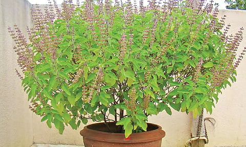 சர்வ மங்களம் தரும் துளசி