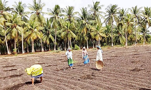 தொழிலாளர்கள் பனை விதை நடவு செய்வதை காணலாம்.