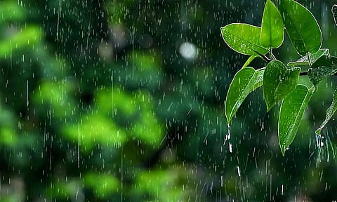 நெல்லை மாவட்டத்தில் மாஞ்சோலை வனப்பகுதியில் மழை நீடிப்பு