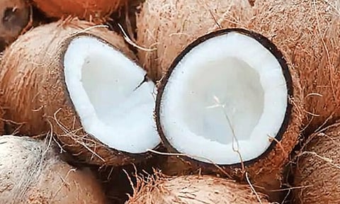 ரூ.3 லட்சத்து 27 ஆயிரத்துக்கு தேங்காய் ஏலம்