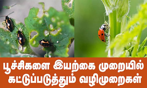 பூச்சிகளை இயற்கை முறையில் கட்டுப்படுத்தும் வழிமுறைகள்