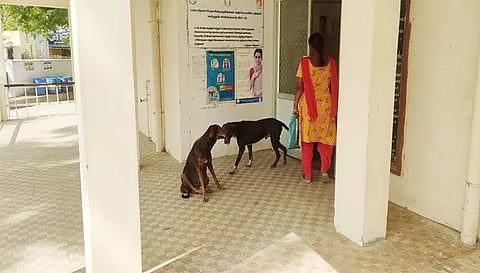 பரமத்திவேலூர் அரசு மருத்துவமனைக்குள் நாய்கள் நிற்பதை படத்தில் காணலாம்.