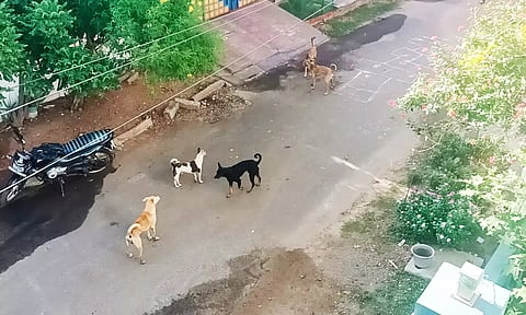 நல்மேய்ப்பர் நகரில் கூட்டமாக சுற்றித்திரியும் நாய்கள்.