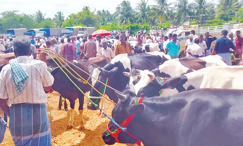 ரூ.1.50 கோடிக்கு கால்நடைகள் விற்பனை