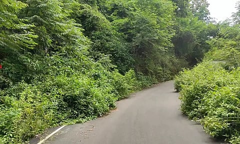 சாலையின் பெரும்பகுதியை செடி-கொடிகள் ஆக்கிரமித்துள்ளது.