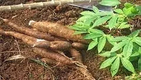விளைச்சல் குறைவால் மரவள்ளிக்கிழங்கு விலை உயர்வு