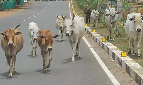 சாலையில் சுற்றும் மாடுகளை பிடித்து அடைக்க திருநீர்மலையில் புதிய இடம்