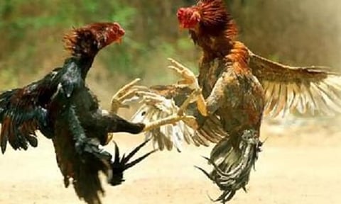 கோழி சண்டை நடத்திய 4 பேர் கைது