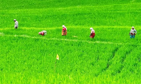கும்பபூ சாகுபடி தாமதத்திற்கு பொதுப்பணித்துறை அதிகாரிகளின் அலச்சியமே காரணம்