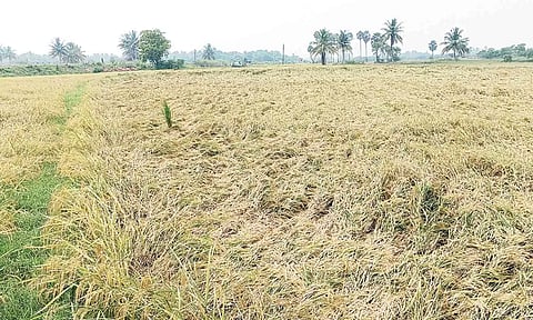 வயலில் சாய்ந்து கிடக்கும் நெற்பயிர்கள்.