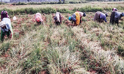 வெங்காய அறுவடை பணியில் ஈடுபட்டுள்ள விவசாயிகள்.