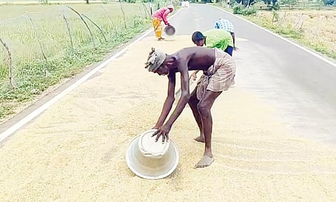 ஈரமான நெல்லை சாலையில் காய வைக்கும் பணியில் விவசாயிகள் ஈடுபட்டுள்ளனர்.
