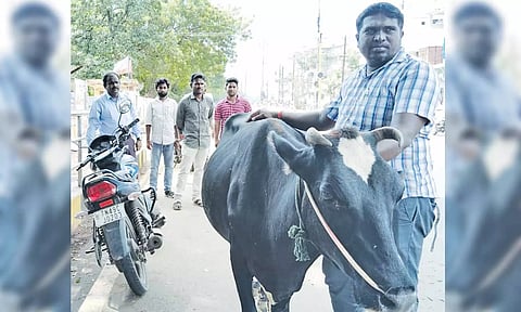 சாலையில் சுற்றி திரிந்த மாடுகளை பிடிக்கும் பணி நடந்தது.