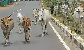 அரியலூர் பகுதியில் சாலையில் சுற்றி திரியும் கால்நடைகளை பிடிக்க வேண்டும் - நகராட்சி கூட்டத்தில் கவுன்சிலர்கள் ஆவேசம்