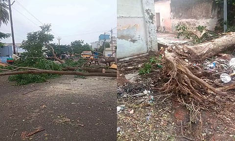  மரம் சாலையின் குறுக்கே விழுந்து கிடப்பதை படத்தில் காணலாம்.