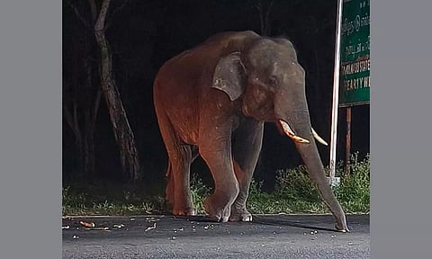 சோதனைசாவடியை முற்றுகையிட்ட ஒற்றை யானையால் பரபரப்பு: போலீசார் அலறியடித்து ஓட்டம்