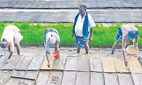 நாற்றங்கால் தயாரிக்கும் பணியில் ஈடுபட்ட விவசாயிகள்.