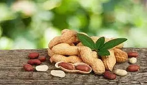 நிலக்கடலை விதைகளை கூடுதல் விலைக்கு விற்றால் கடும் நடவடிக்கை