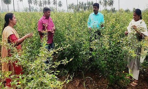 வல்லுநர் விதை உற்பத்தி திடலில் கண்காணிப்புக்குழு ஆய்வு