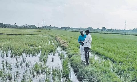 மழை நீரில் மூழ்கி இருந்த நெற்பயிரை கொள்ளிடம் வேளாண் உதவி இயக்குனர் ஆய்வு செய்தார்.