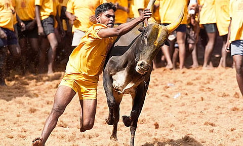 சனாதன தர்மத்துக்காக ஜல்லிக்கட்டை காப்பாற்ற வேண்டும்.. பா.ஜ.க. எம்.பி.