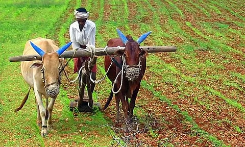 நெற்பயிரில் ஆனைக் கொம்பன் தாக்குதலை கட்டுப்படுத்திட வழிகள் - வேளாண்மை இணை இயக்குநர் ஆலோசனை