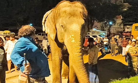 முறையான அனுமதி இன்றி தர்காவில் வளர்க்கப்பட்ட பெண் யானை பறிமுதல்- கண்ணீர் விட்டு அழுத பாகன்
