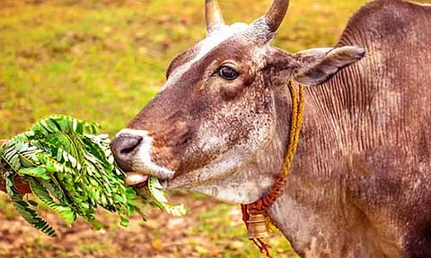பசுவுக்கு அகத்தி கீரை கொடுப்பதன் பலன் என்ன?