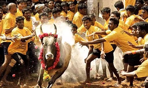 மதுரை அவனியாபுரம் ஜல்லிக்கட்டு வரும் 15ம் தேதி நடைபெறும்- மாவட்ட ஆட்சியர் அறிவிப்பு