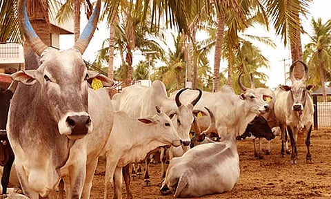 கோசாலை
