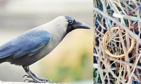 கோழிக்கோட்டில் வினோதம்... தங்க வளையலை தூக்கிச்சென்று கூட்டில் வைத்திருந்த காகம்