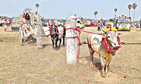 மஞ்சு விரட்டில் துள்ளிக்குதித்த காளைகளை அடக்க வீரர்கள் போட்டி