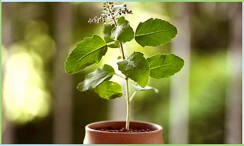 துளசி கூறும் வழிபாட்டு பலன்கள்