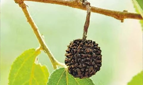ருத்ராட்சம் மரம் தோன்றிய இடம்