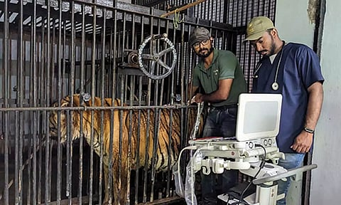 வண்டலூர் பூங்காவில் வங்கப்புலிக்கு 'திடீர்' உடல்நலக்குறைவு