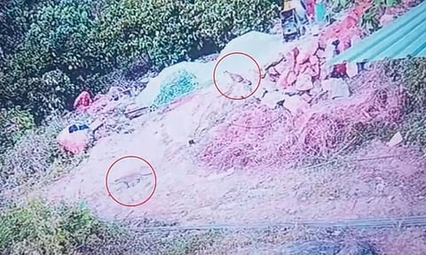 கோழிக்கோடு அருகே ஊருக்குள் 3 சிறுத்தைகள் நடமாட்டம்