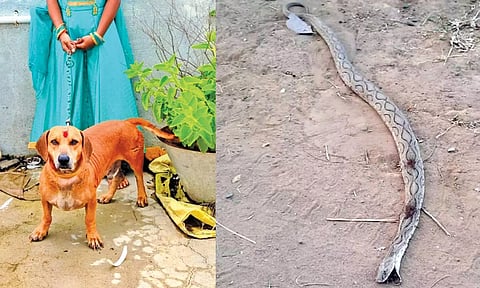 எஜமானரின் பேரக்குழந்தைகளை காப்பாற்ற பாம்புடன் போராடி உயிர்விட்ட நாய்