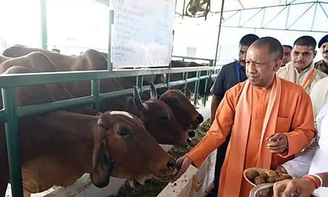 சிறுபான்மையினருக்கு மாட்டிறைச்சி உண்ணும் உரிமையை அளிக்க காங்கிரஸ் விரும்புகிறது: யோகி ஆதித்யநாத்