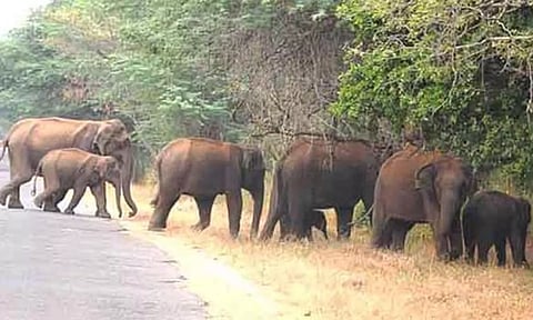 கடம்பூர் வனப்பகுதியில் தொட்டிகளில் நீர் குடித்து மகிழும் யானை கூட்டங்கள்