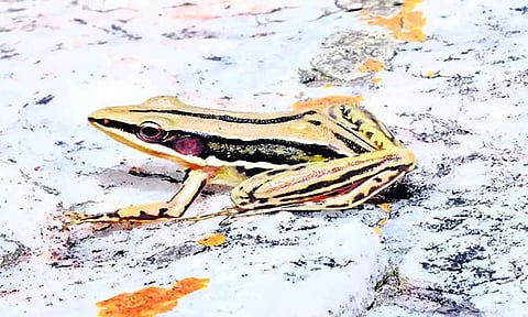 தங்கம் போல மின்னும் அபூர்வ தவளை