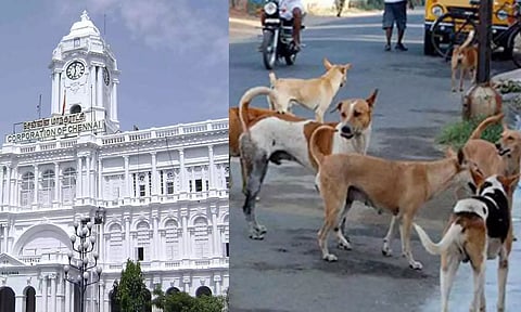 சென்னையில் தெரு நாய்களை கட்டுப்படுத்த நடவடிக்கை- மாநகராட்சி தீவிரம்