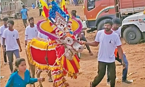 பேட்டராய சுவாமி கோவில் திருவிழாவையொட்டி எருதாட்டம் விழா