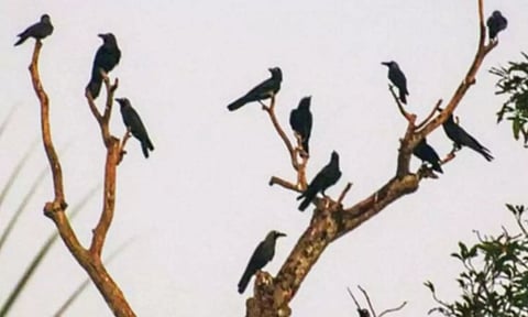முதன்முறையாக காகங்களுக்கு பறவை காய்ச்சல் உறுதி