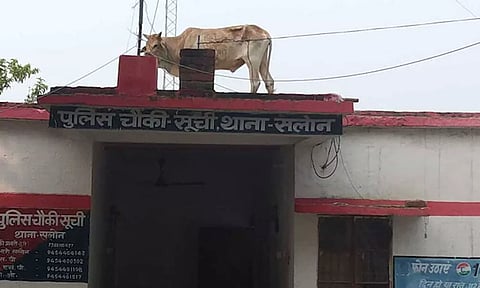 போலீஸ் நிலையத்தின் மேற்கூரையில் ஏறிய காளை