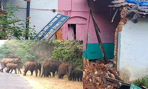ரேசன் கடையை சூறையாடி அரிசி மூட்டையை தூக்கி சென்ற யானைகள் கூட்டம்